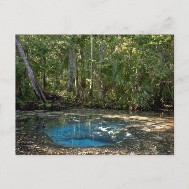 Carte Postale Chassahowitzka Springs, Floride. (Devant)