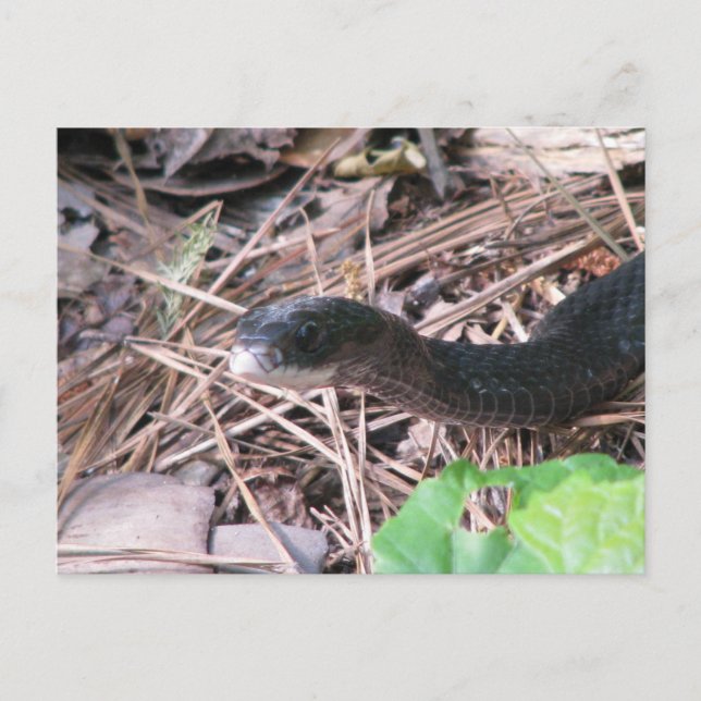Carte Postale Chasse à Black Racer (Devant)