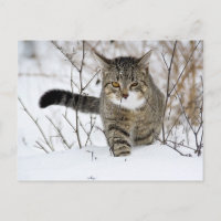 Chasse au chat Tabby dans la neige
