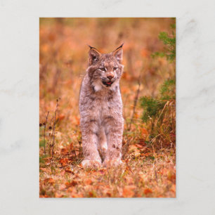 Carte Postale Chasse au lynx roux   Forêt automnale