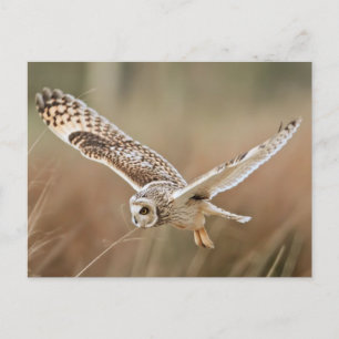 Carte Postale Chasse Chouette