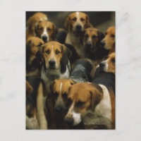 Chasse de foxhounds, Galway Blazers, Irlande
