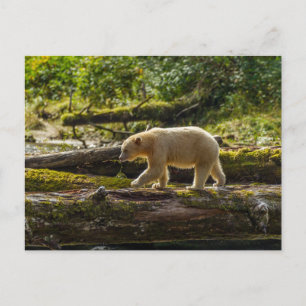 Carte Postale Chasse de l'ours esprit blanc