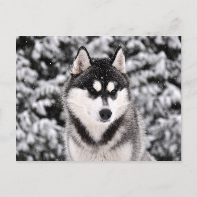 Carte Postale Chasse-neige (Devant)