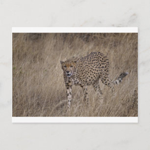 Carte Postale Chasseur