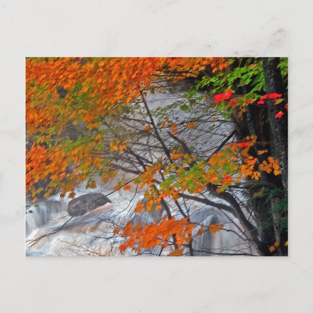 Carte Postale Chasseur Mountain Stream (Devant)