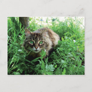 Carte Postale Chat