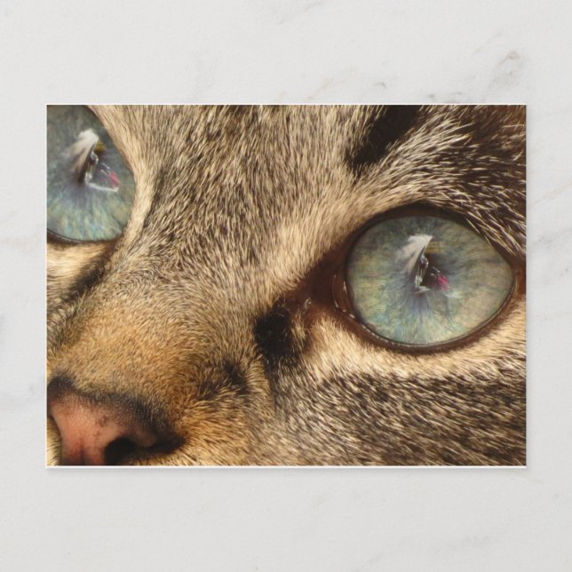 Carte Postale chat (Devant)