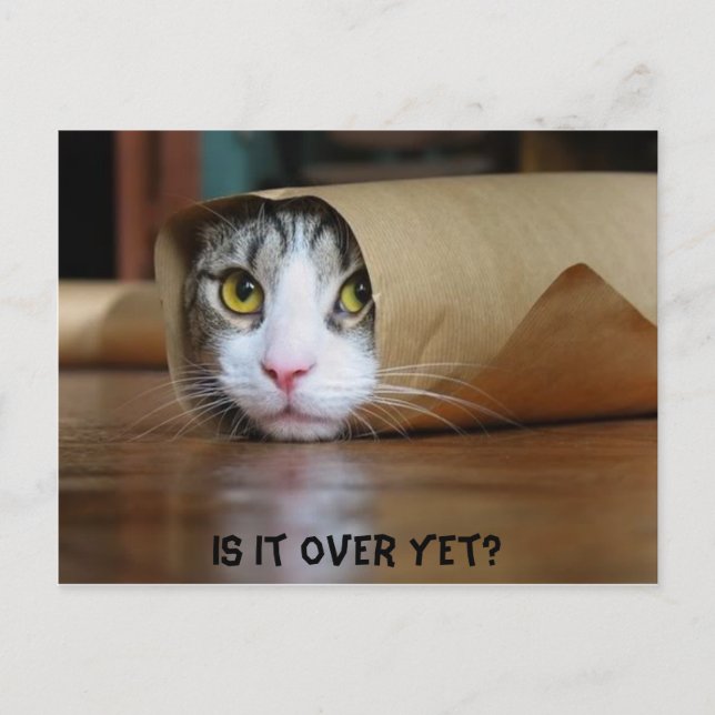 Carte Postale Chat (Devant)