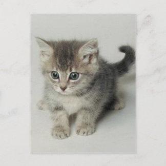CARTE POSTALE CHAT
