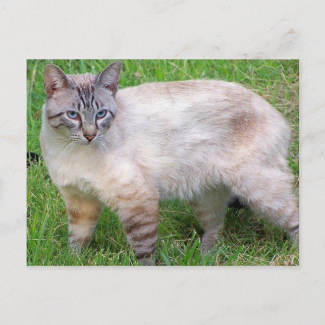 Carte Postale chat (Devant)