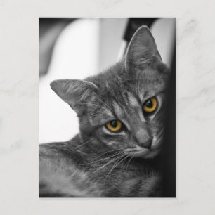 Carte Postale Chat