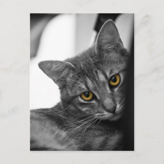 Carte Postale Chat