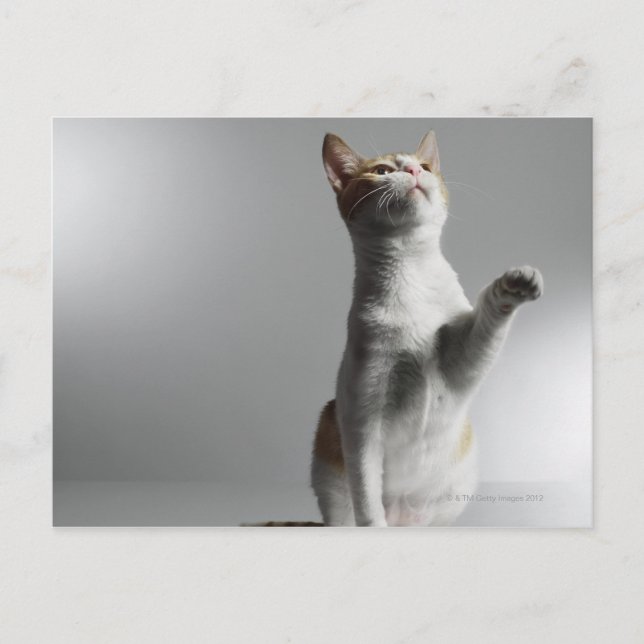Carte Postale chat (Devant)