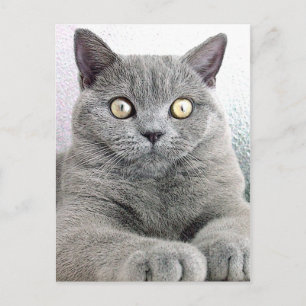 Carte Postale chat