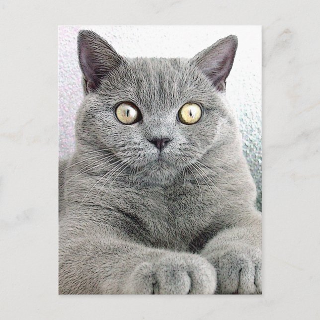 Carte Postale chat (Devant)