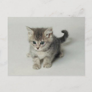 CARTE POSTALE CHAT