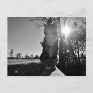 Carte Postale Chat à bascule