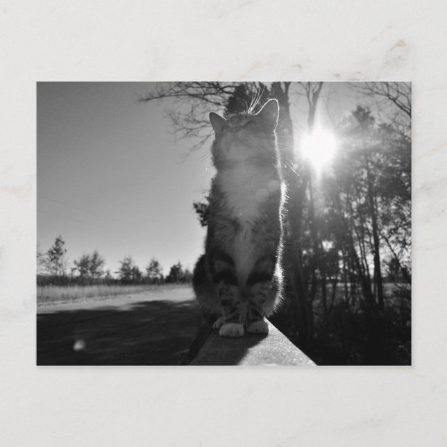 Carte Postale Chat à bascule (Devant)