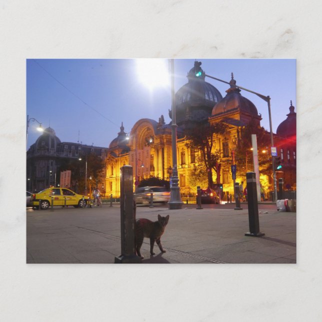 Carte Postale Chat à Bucarest, Roumanie (Devant)