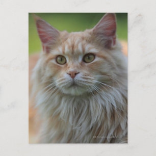 Carte Postale Chat à cocon principal