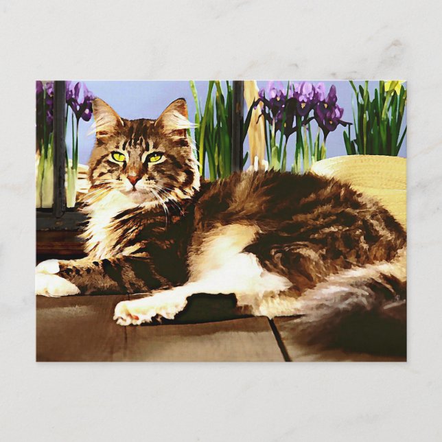Carte Postale Chat à coon principal (Devant)