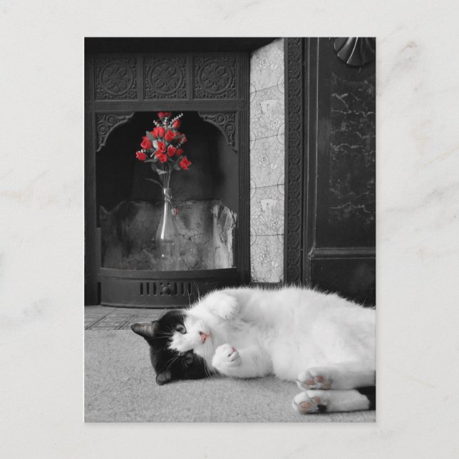Carte Postale Chat à éclaboussure couleur (Devant)