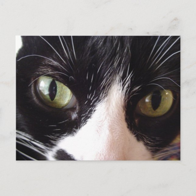Carte postale Chat à l'oeil vert noir et blanc (Devant)