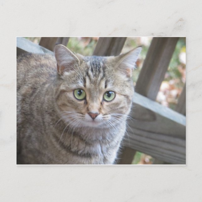 Carte Postale Chat à oeil vert (Devant)
