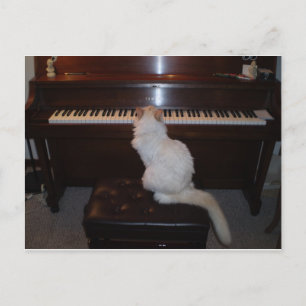 Carte Postale Chat à Piano