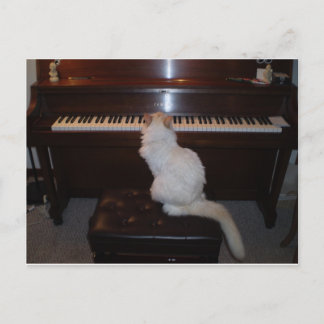 Carte Postale Chat à Piano