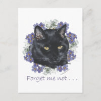 Chat à poil court noir Ne m'oubliez pas