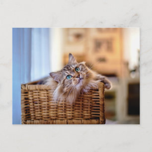 Carte Postale Chat à poils longs confortable dans un panier en o