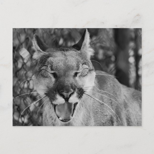 Carte postale Chat à rire (Devant)