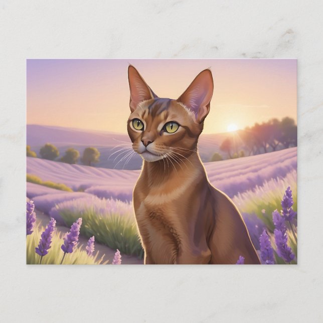 Carte Postale Chat abyssin en champ de lavande (Devant)