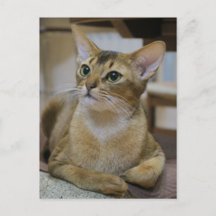 Carte Postale Chat abyssinien