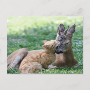 Carte Postale chat adore un cerf