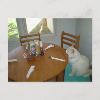 Carte Postale Chat affamé