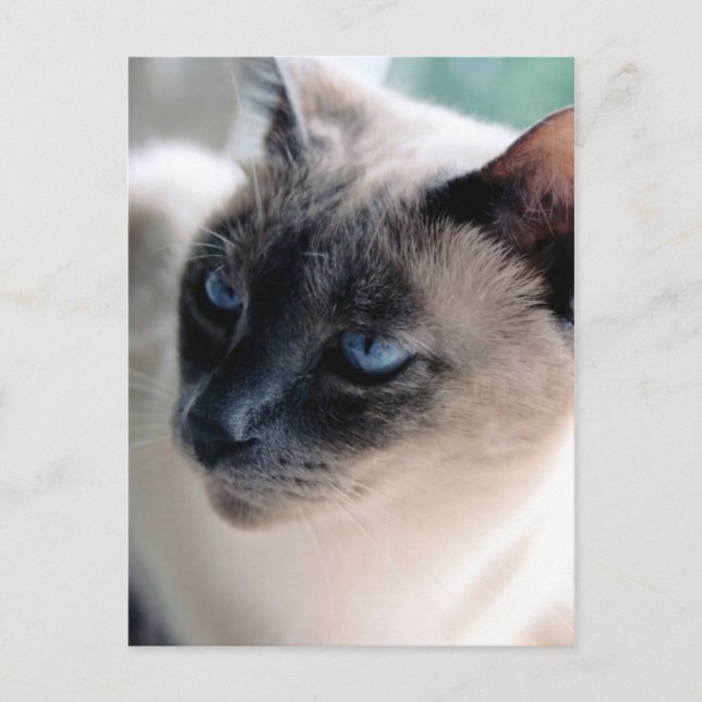 Carte postale Chat Aloof Siamese (Devant)