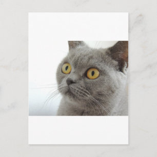 Carte Postale Chat Animal animal Grumpy Frown Peace Love Destiné