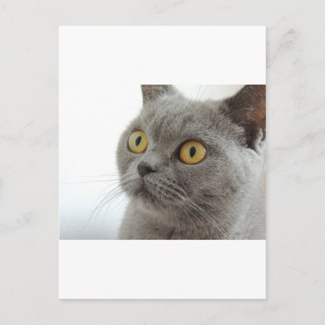 Carte Postale Chat Animal De Compagnie Grincheux Froncement De S (Devant)