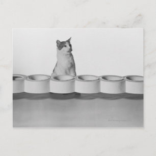 Carte Postale Chat assis et lécher à côté du bol d'animal sur bl