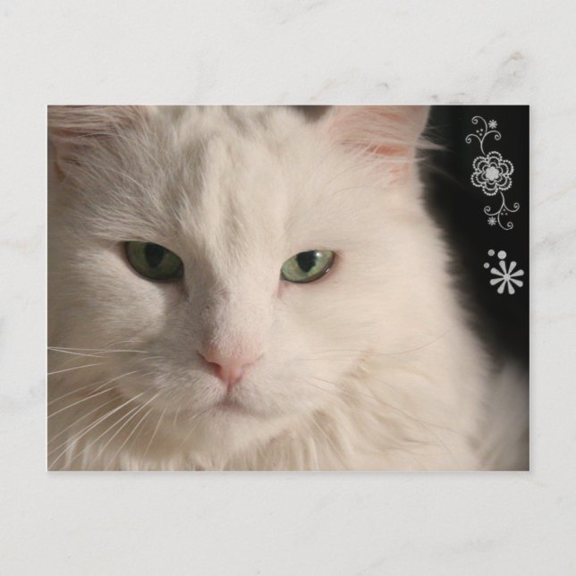 Carte postale Chat aux cheveux longs blanc (Devant)