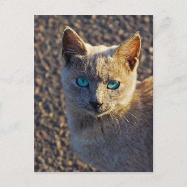 Carte Postale Chat aux yeux bleus (Devant)