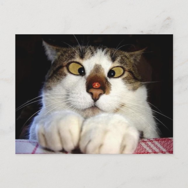 Carte Postale Chat aux yeux croisés et coccinelle (Devant)