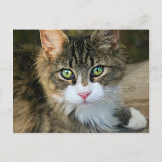 Carte Postale Chat aux yeux verts (Devant)