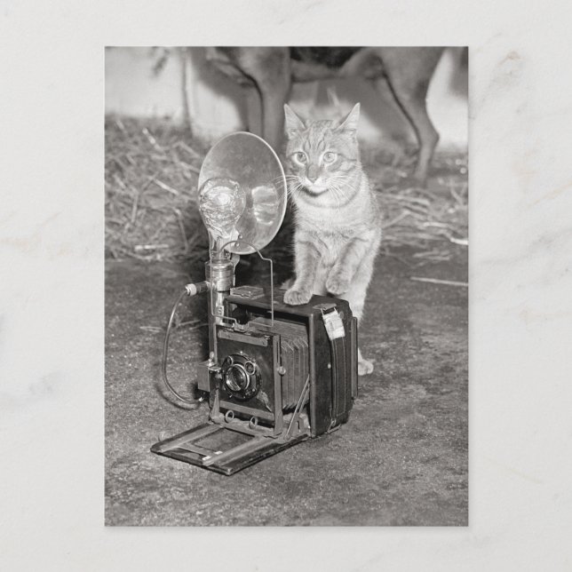 Carte Postale Chat avec caméra, 1936 (Devant)