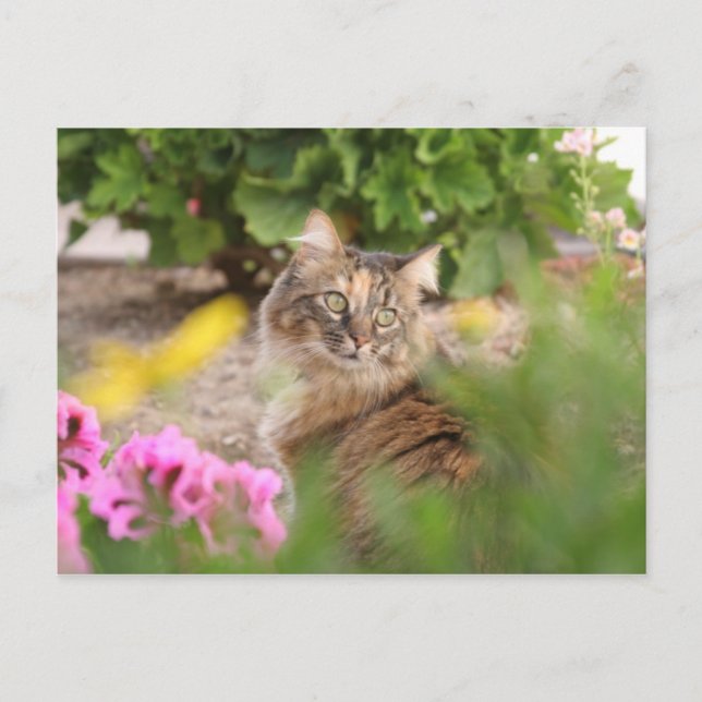 Carte Postale Chat avec géranium (Devant)