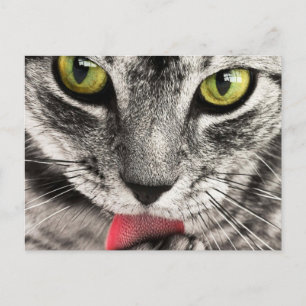 Carte Postale Chat avec la langue sortie Lèche
