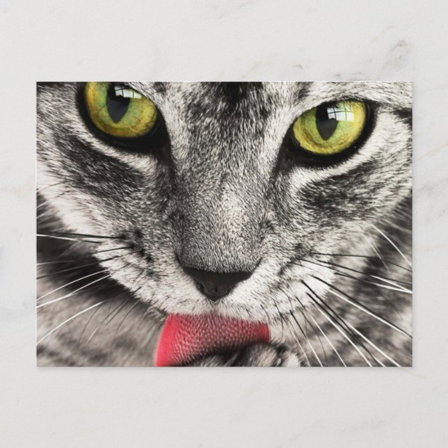 Carte Postale Chat avec la langue sortie Lèche  (Devant)